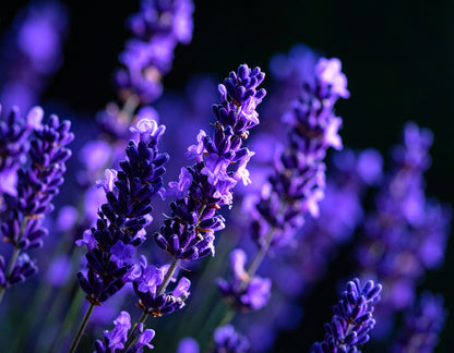 Lavender/Calming